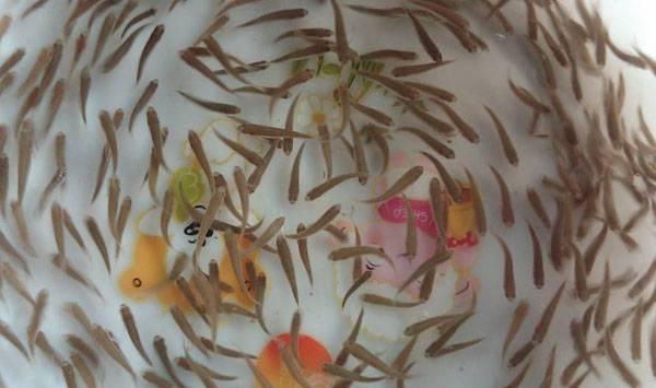 水产养殖：鱼种的放养与管理