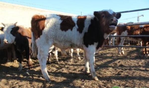 夏季养牛的要点和注意事项