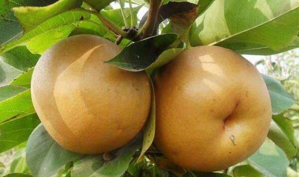 什么是梨干腐病？梨树幼苗干腐病发生原因及防治措施