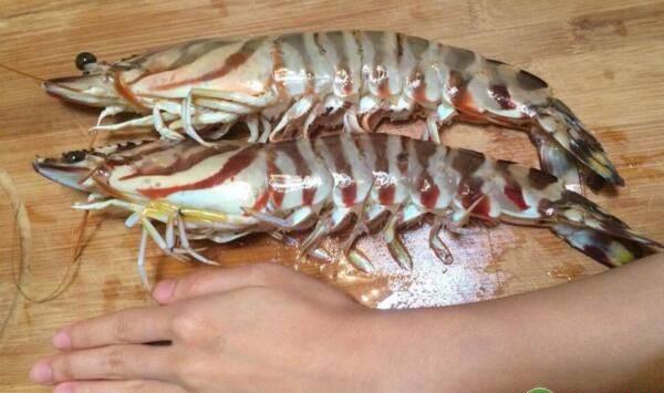 日本对虾养殖池设施、放苗准备、工厂化养殖技术