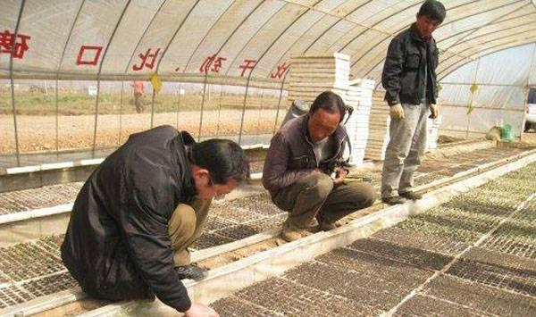 蔬菜育苗措施