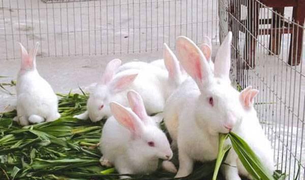 兔子食物有哪些