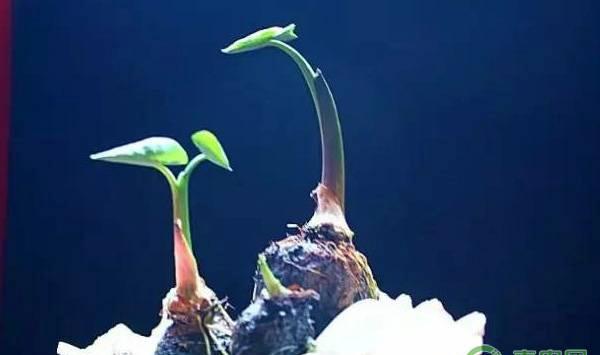 盆栽芋头的种植技术及养护方法