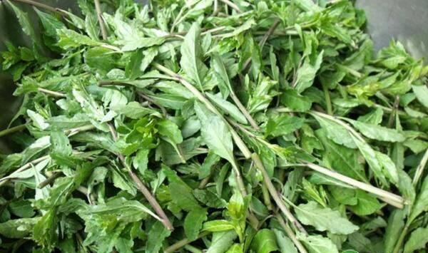 枸杞菜有哪些食用功效和禁忌？枸杞菜高产栽培技术