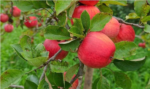 苹果乱头树的修剪要点