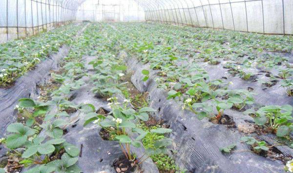 草莓育苗管理