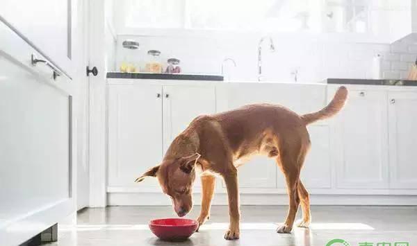 狗呕吐的症状、原因及处理方法