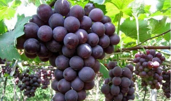 葡萄黑痘病病原、发病症状、发病条件、防治方法