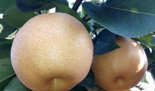 什么是梨干腐病？梨树幼苗干腐病发生原因及防治措施