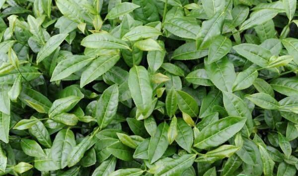 茶叶凹沟深栽法栽植优势及栽培技术要点
