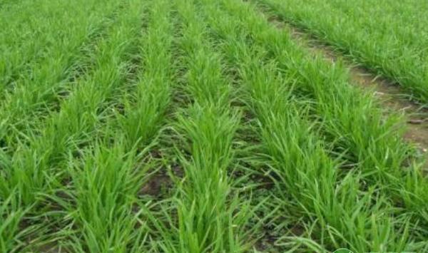 韭菜的移栽方法