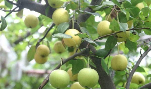 梨树现在开花了，花期前后都有哪些管理要点？