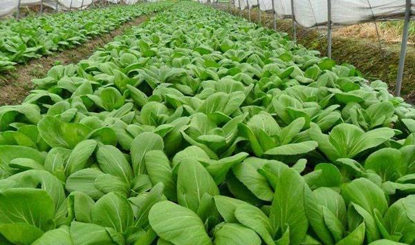 大棚蔬菜减少药害方法