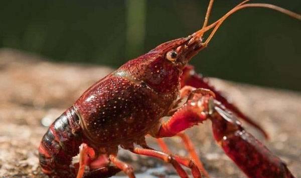 小龙虾亲虾选留时间、雌雄性比例配组、选择标准