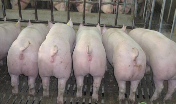 猪什么时候出栏最好?需要考虑哪些方面的因素?