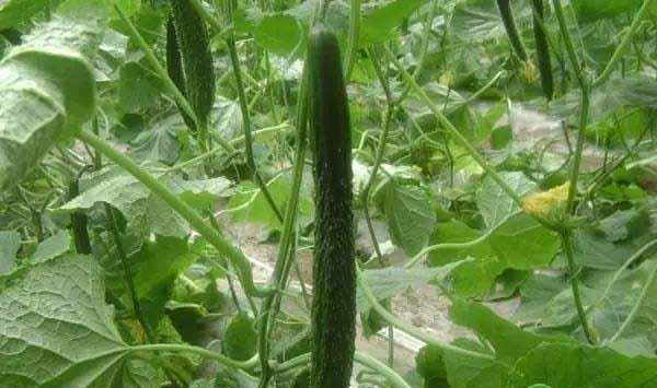 黄瓜卷须的异常症状