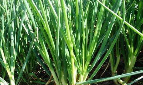 大葱种植条件及播种定植方法