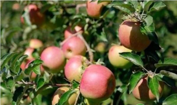 苹果树早春管理技术要点