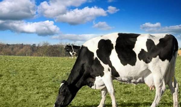 5大奶牛养殖误区