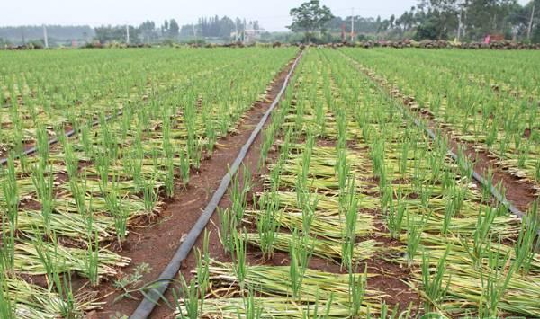 韭菜的移栽时间