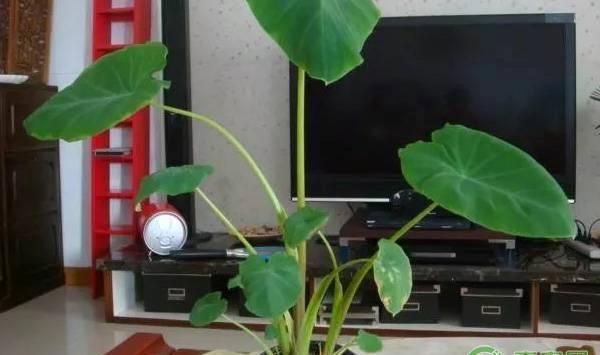 盆栽芋头的种植技术及养护方法