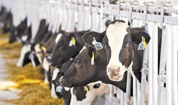 5大奶牛养殖误区