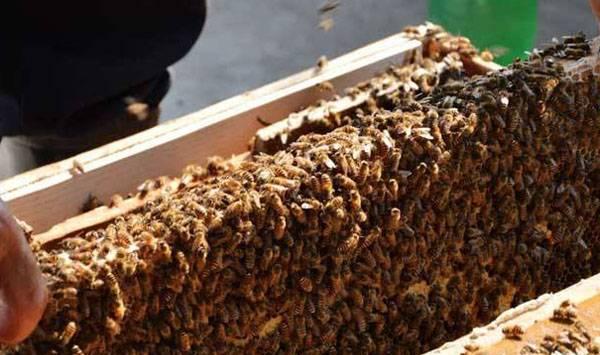 新王产卵无法孵化原因