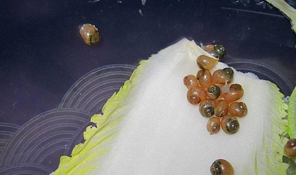 幼蜗牛养殖管理