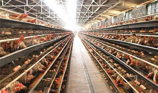 春季蛋鸡应激反应要点