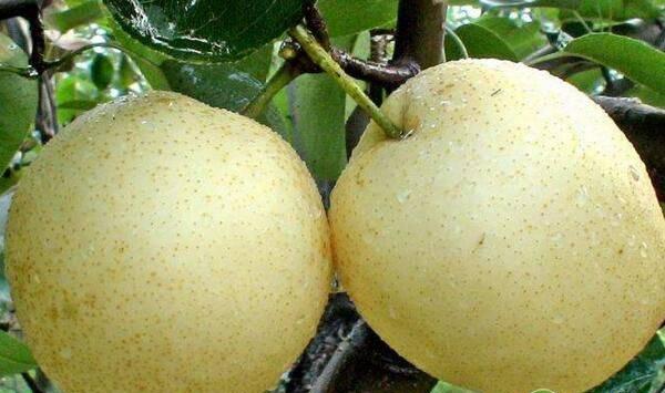 梨树叶片黄化枯死怎么办？梨树叶片黄化防治措施