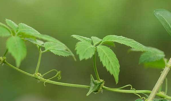 绞股蓝有哪些功效作用？绞股蓝病虫害防治措施