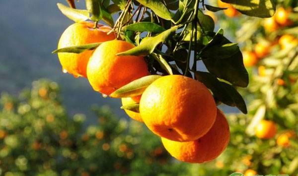 开春后，柑橘蓟马、红蜘蛛、花蕾蛆、木虱防治措施