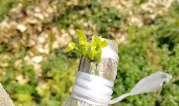 嫁接柚子树管理