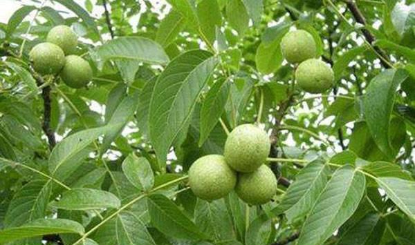 山核桃蝗虫防治方法