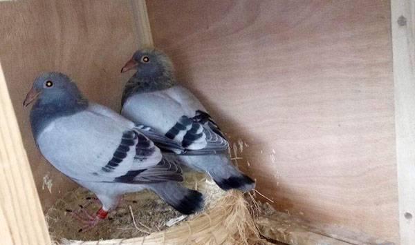 幼鸽下窝喂食注意事项