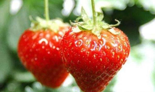 草莓花期注意事项