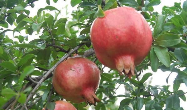 石榴越冬灾害的发生原因和预防方法