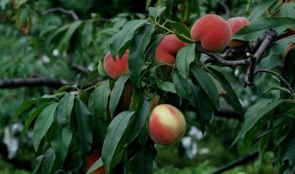 桃树产量低怎么办？桃树种植密度、定植栽种后管理
