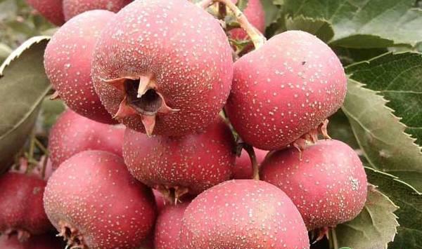 山楂保鲜贮藏技术要点