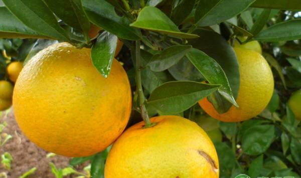 柑桔病虫害化学农药防治优缺点及使用注意事项