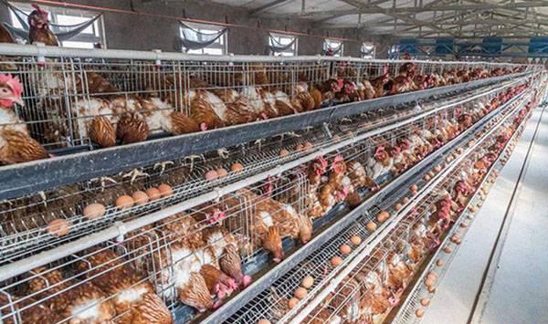 春季蛋鸡应激防治