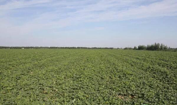 哈密瓜的施肥技术要点