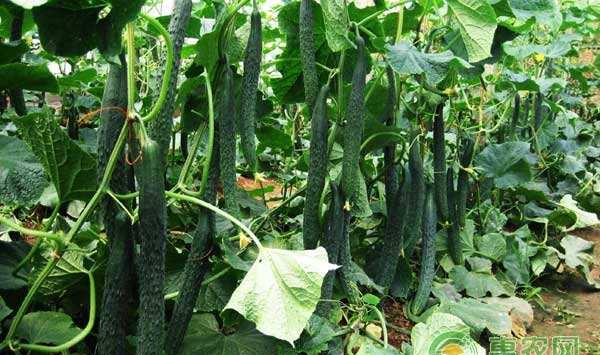 瓜果蔬菜病毒病的症状、传播途径及防治措施