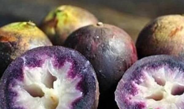 金星果的种植栽培繁殖技术要点