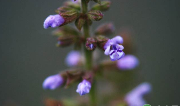 雪见草选种浸种、播种时间、播种后管理、病虫害防治
