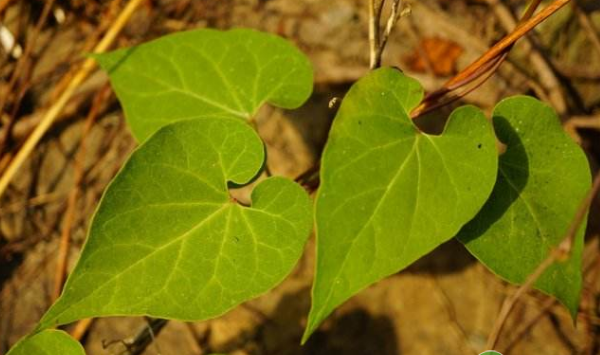 牛皮消药用价值、形态特性、栽培技术、病虫害防治