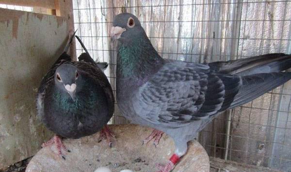 种鸽提高育种年限方法