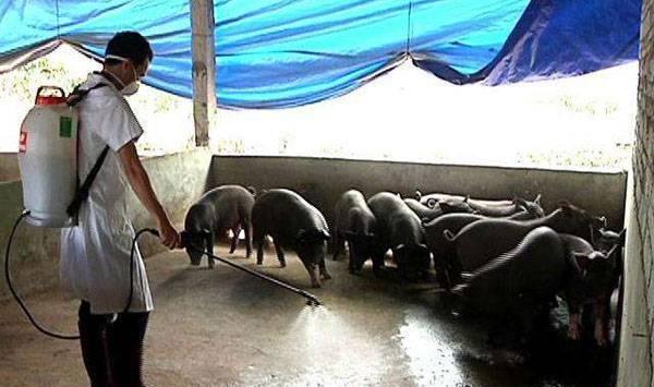 猪场消毒液有哪些