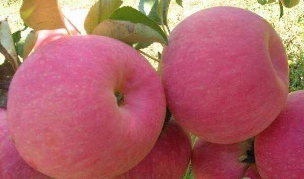 苹果斑点病落叶病发病特点、发病规律、防治方措施