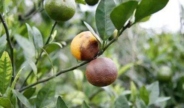 柑桔炭疽病发病规律